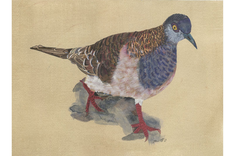 Géopélie à nuque rousse - Bar-Shouldered Dove Œuvre sur papier Gaëlle Pelachaud