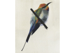 Guêpier en arc-en-ciel - Rainbow bee eater Œuvre sur papier Gaëlle Pelachaud