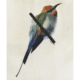 Guêpier en arc-en-ciel - Rainbow bee eater Œuvre sur papier Gaëlle Pelachaud