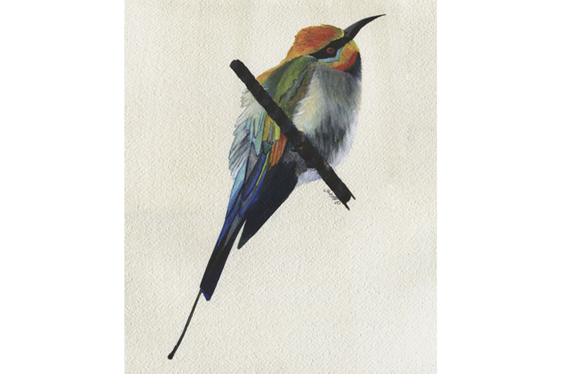 Guêpier en arc-en-ciel - Rainbow bee eater Œuvre sur papier Gaëlle Pelachaud