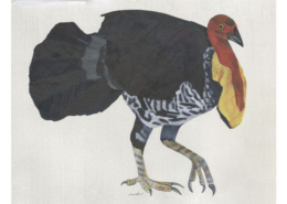Talégalle de Lathan - Australian Brushturkey Œuvre sur papier Gaëlle Pelachaud