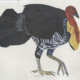 Talégalle de Lathan - Australian Brushturkey Œuvre sur papier Gaëlle Pelachaud