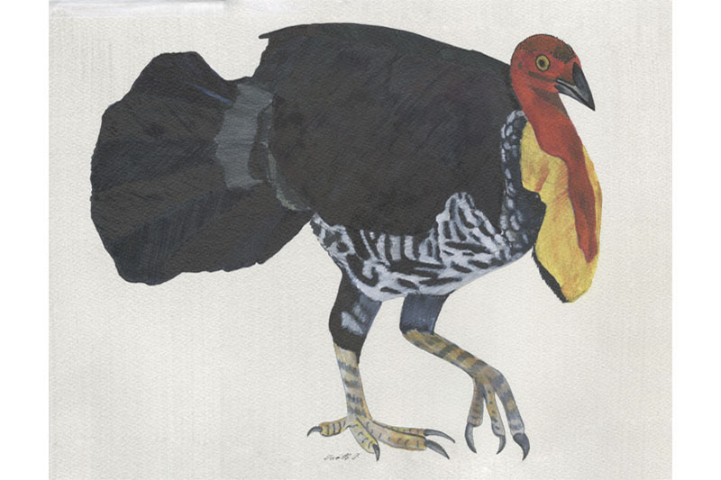 Talégalle de Lathan - Australian Brushturkey Talégalle de Lathan - Australian Brushturkey Œuvre sur papier Gaëlle Pelachaud