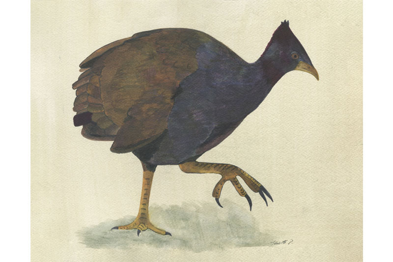 Mégapode de Reinwardt- Orange footed Scrub Fowl Mégapode de Reinwardt- Orange footed Scrub Fowl Œuvre sur papier Gaëlle Pelachaud
