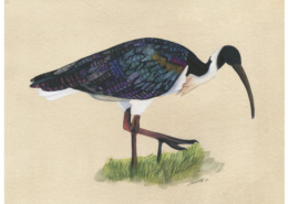 Œuvre sur papier Gaëlle Pelachaud