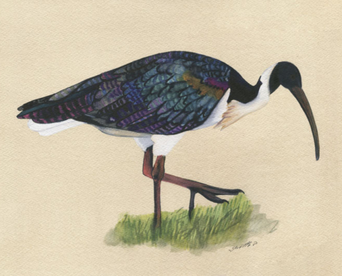 Œuvre sur papier Gaëlle Pelachaud