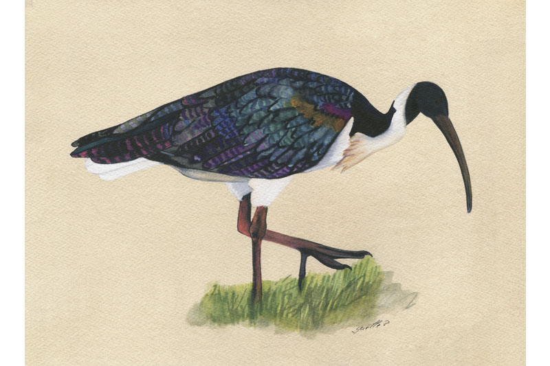 Œuvre sur papier Gaëlle Pelachaud