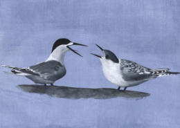 Sterne tara - White-fronted Tern Œuvre sur papier Gaëlle Pelachaud