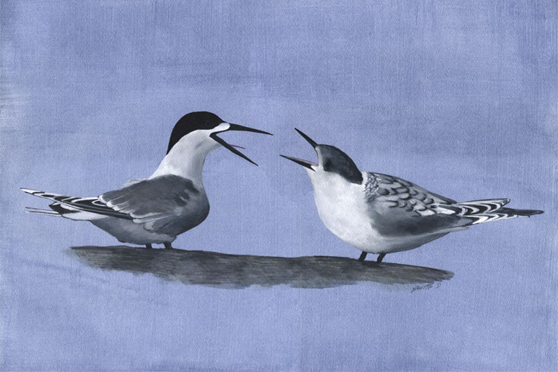 Sterne tara - White-fronted Tern Œuvre sur papier Gaëlle Pelachaud