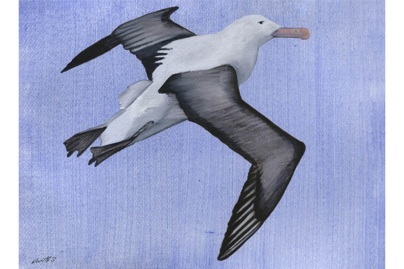 Albatros royal - Southern Royal Albatros Œuvre sur papier Gaëlle Pelachaud
