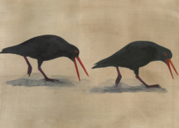 Huîtrier variable - Variable Oystercatcher Œuvre sur papier Gaëlle Pelachaud