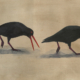 Huîtrier variable - Variable Oystercatcher Œuvre sur papier Gaëlle Pelachaud