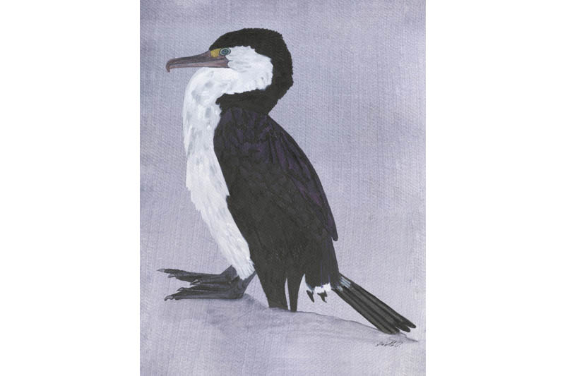 Cormoran varié- Australian Pied Cormoran Œuvre sur papier Gaëlle Pelachaud