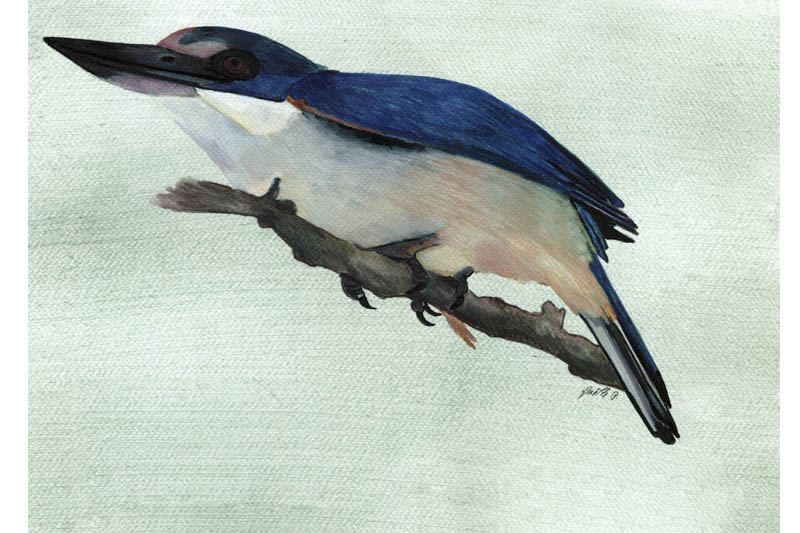 Martin-Chasseur à collier blanc- Collared Kingfisher Œuvre sur papier Gaëlle Pelachaud