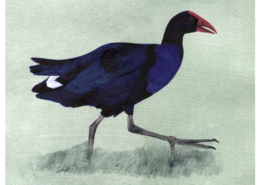 Talève australe-Australasian Swamphen Œuvre sur papier Gaëlle Pelachaud