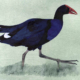 Talève australe-Australasian Swamphen Œuvre sur papier Gaëlle Pelachaud