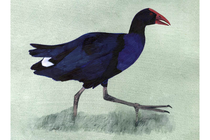 Talève australe-Australasian Swamphen Talève australe-Australasian Swamphen Œuvre sur papier Gaëlle Pelachaud