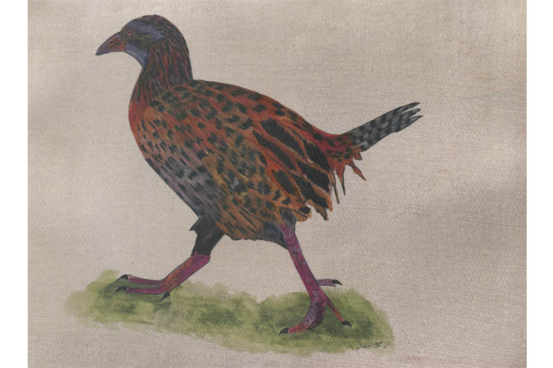 Râle wéka - Weka Râle wéka - Weka Œuvre sur papier Gaëlle Pelachaud