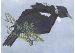 Méliphage tui-Tui cravate-frisée _Tūī Œuvre sur papier Gaëlle Pelachaud