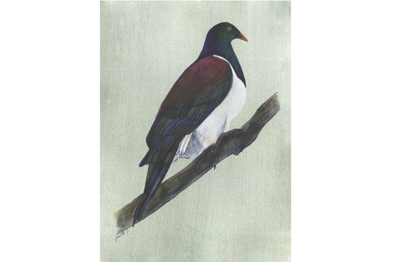 Carpophage de Nouvelle Zélande - New Zealand Pigeon Carpophage de Nouvelle Zélande - New Zealand Pigeon Œuvre sur papier Gaëlle Pelachaud