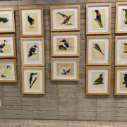 Exhibition Birdlife of Cattana Gaëlle Pelachaud and Joshua Percival , Cairns, Australie, 2024