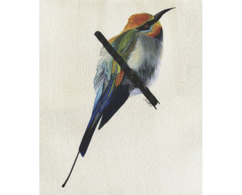 Guêpier en arc-en-ciel - Rainbow bee eater Œuvre sur papier Gaëlle Pelachaud