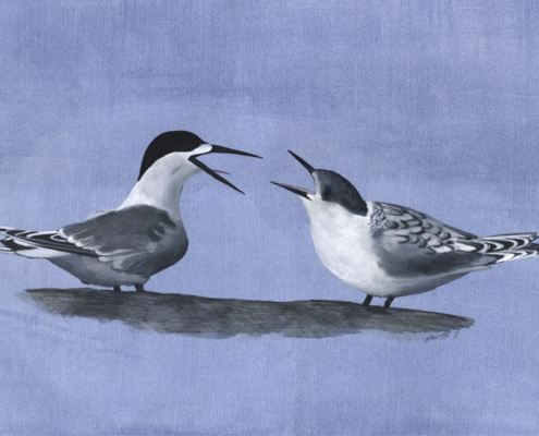 Sterne tara - White-fronted Tern Œuvre sur papier Gaëlle Pelachaud
