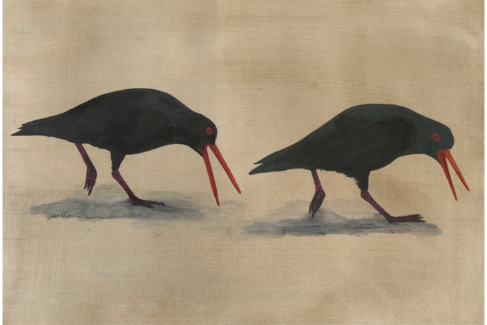 Huîtrier variable - Variable Oystercatcher Œuvre sur papier Gaëlle Pelachaud