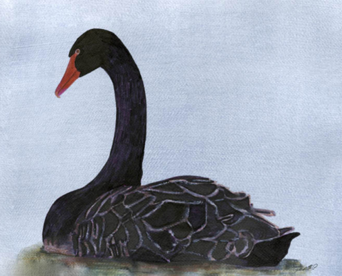 Cygne noir-Black Swan Œuvre sur papier Gaëlle Pelachaud