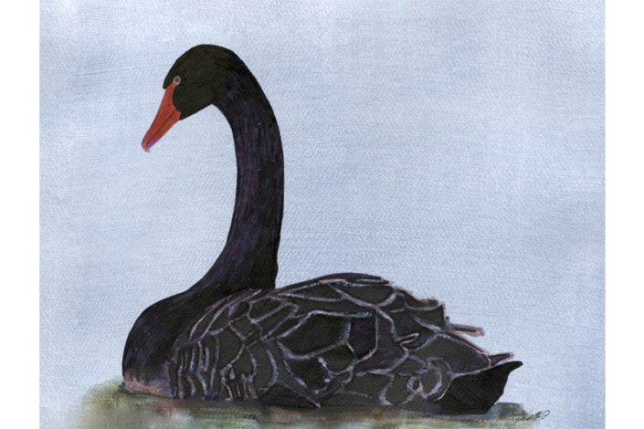 Cygne noir-Black Swan Œuvre sur papier Gaëlle Pelachaud