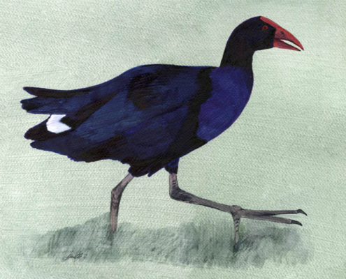 Talève australe-Australasian Swamphen Œuvre sur papier Gaëlle Pelachaud