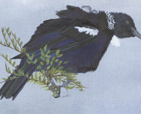 Méliphage tui-Tui cravate-frisée _Tūī Œuvre sur papier Gaëlle Pelachaud