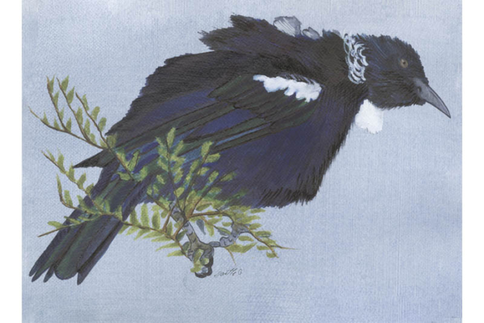 Méliphage tui-Tui cravate-frisée _Tūī Œuvre sur papier Gaëlle Pelachaud